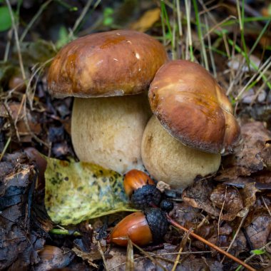 Ormanda çok güzel mantarlar var..