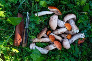 Ormanda çok güzel mantarlar var..