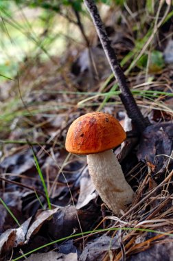 Ormanda çok güzel mantarlar var..