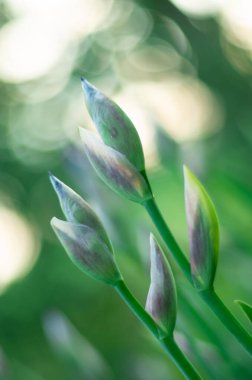 Arka planda yumuşak ışıklarda taze yeşil yapraklar