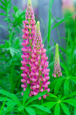 Vahşi lupinler, yaz çiçeği arka planı