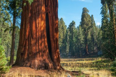 Sequoia Ulusal Parkı, Kaliforniya, ABD 'de Sabah