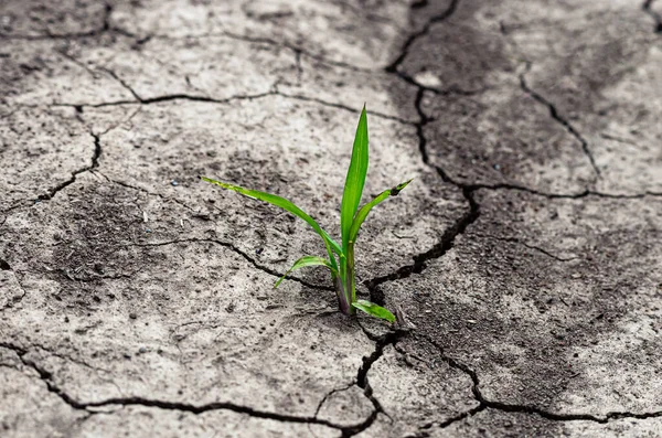 Зеленое Растение Растет Трещинах Жары Долго Безжизненной Почвы Глобальное Потепление — стоковое фото