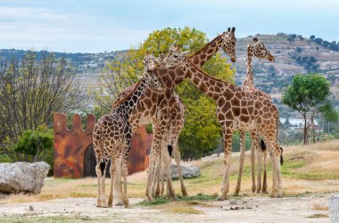 Hayvanat bahçesindeki zürafalar. Afrika kamerası Safari (Meksika safari parkı), Puebla, Meksika.