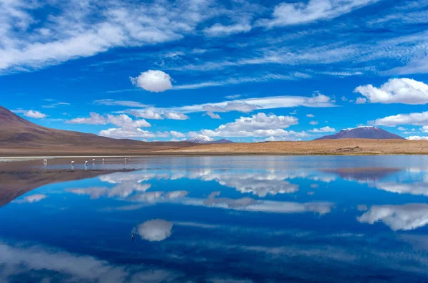 Pink Flamingo Lake Hedionda Bolivia Panorama — Stock Photo, Image