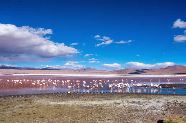 玻利维亚Uyuni Laguna Color Ada的Flamingos — 图库照片