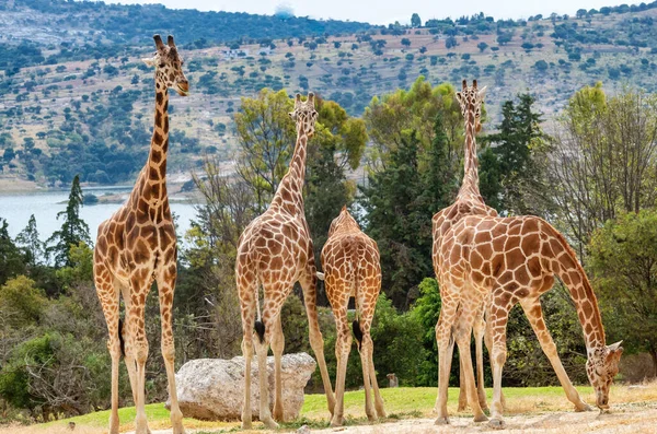 Hayvanat Bahçesindeki Zürafalar Afrika Kamerası Safari Meksika Safari Parkı Puebla — Stok fotoğraf