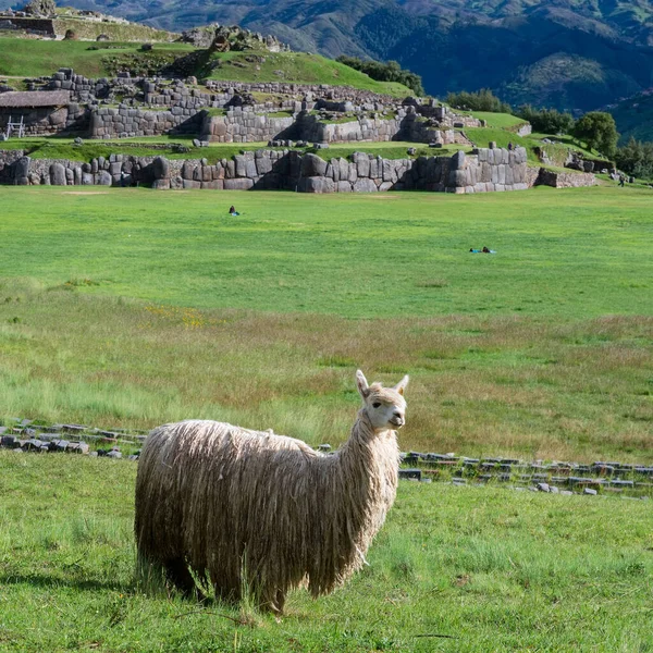 Láma Sacsayhuamanban Cuzcóban Peruban — Stock Fotó