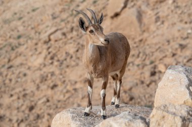 İsrail 'in Mitzpe Ramon kentindeki Negev Çölü' ndeki Ramon Krateri 'nde kayalıklarda duran Ibex.