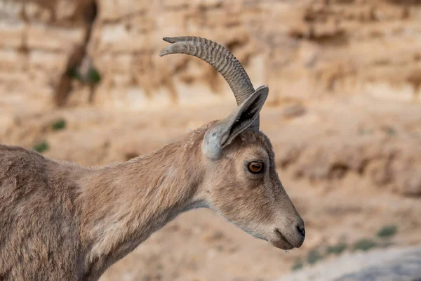 Ibex Klippan Vid Ramonkratern Negevöknen Mitzpe Ramon Israel — Stockfoto