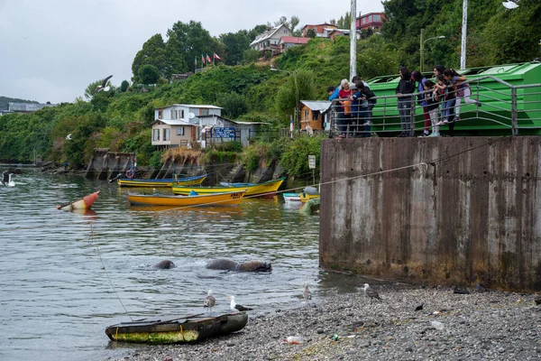 Puerto Montt Chile January 2020 Harbour Angelmo Fish Market Puerto — 스톡 사진