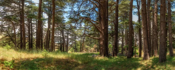 Lebanese Cedar Trees Called Cedars God Located Kadisha Valley Bsharre — Stock Photo, Image