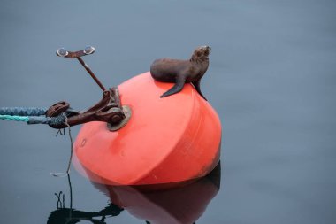 Puerto Montt, Şili Limanı 'nda mühürlü.