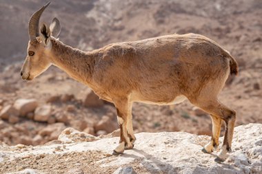 İsrail 'in Mitzpe Ramon kentindeki Negev Çölü' ndeki Ramon Krateri 'nde kayalıklarda duran Ibex.