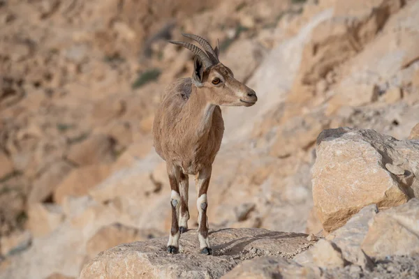 以色列Mitzpe Ramon的Negev沙漠Ramon Crater悬崖上的Ibex — 图库照片