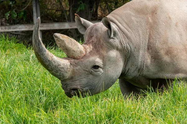 Rinoceronte Nero Rinoceronte Dalle Labbra Uncino Diceros Bicornis Nello Zoo — Foto Stock