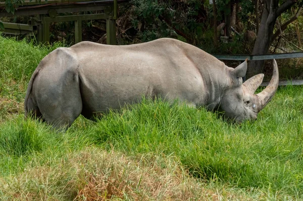 Rinoceronte Negro Rinoceronte Labio Gancho Diceros Bicornis Zoológico Africam Safari —  Fotos de Stock