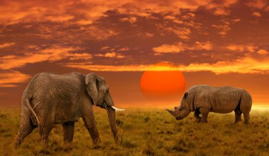 Gün batımında fil ve gergedan. İnanılmaz günbatımı ve gündoğumunun Afrika arka planı.