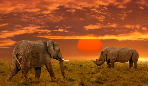 Olifant Neushoorn Bij Zonsondergang Afrikaanse Achtergrond Van Verbazingwekkende Zonsondergang Zonsopkomst — Stockfoto