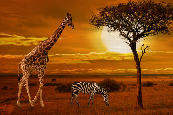 Giraffe and zebras at sunset background. African amazing sunset