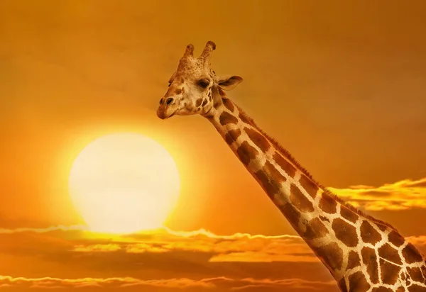 Καμηλοπάρδαλη Στο Φόντο Ηλιοβασίλεμα Αφρικανικό Καταπληκτικό Ηλιοβασίλεμα — Φωτογραφία Αρχείου
