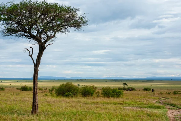 Gyönyörű Táj Egy Afrikában — Stock Fotó