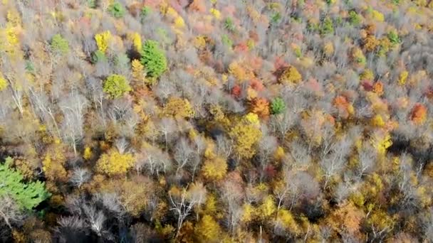 Vista superior da floresta de outono, Minnewaska State Park Preserve. Nova Iorque, Estados Unidos. — Vídeo de Stock