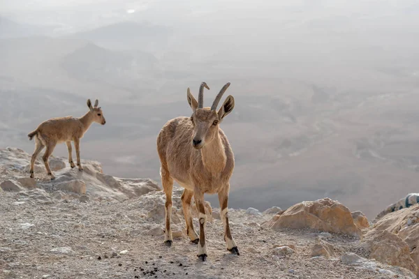 以色列Mitzpe Ramon的Negev沙漠Ramon Crater悬崖上的Ibex — 图库照片