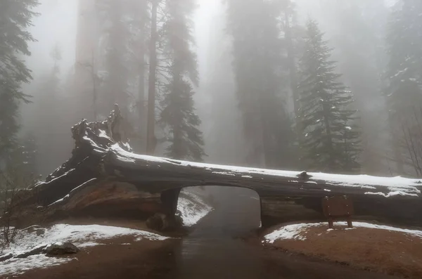 Tunnel Log Nel Sequoia National Park Alberi Sequoia Giganti Sequoiadendron — Foto Stock