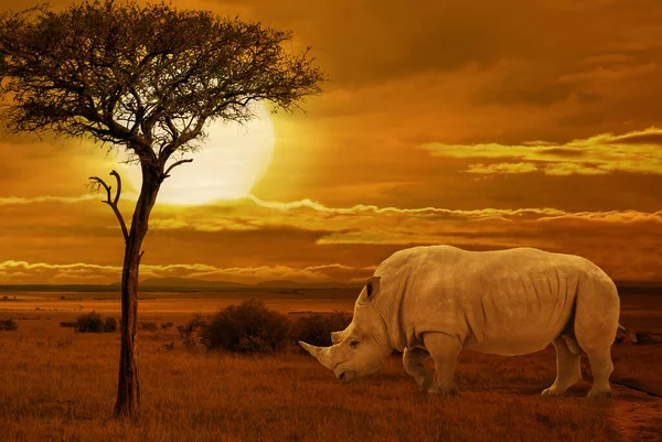 Rhino Atardecer Fondo Africano Increíble Puesta Sol Salida Del Sol —  Fotos de Stock