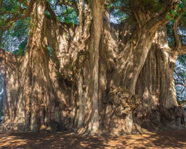 Arbol del Tule (ağaç, Tule), dev kutsal Tule ağaçta. Montezuma Selvi (Taxodium mucronatum), o Oaxaca, Meksika