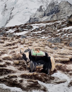 Yak in montagnadağlarda yak