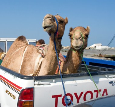 Transportation of camels clipart