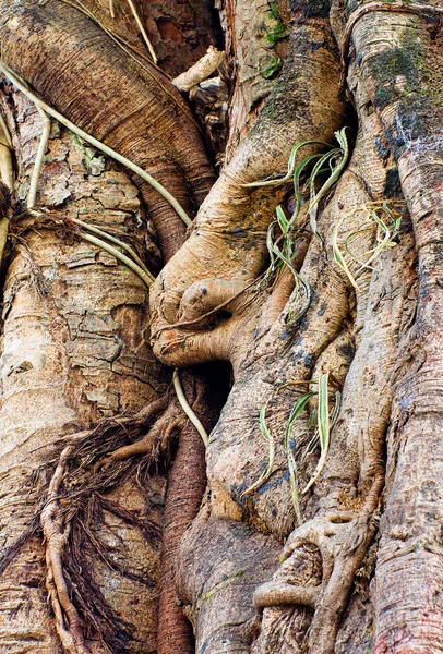 Albero tropicale di banyan — Foto Stock