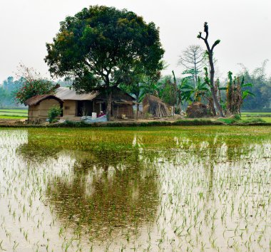 Yeşil pirinç alan ve kulübe, nepal