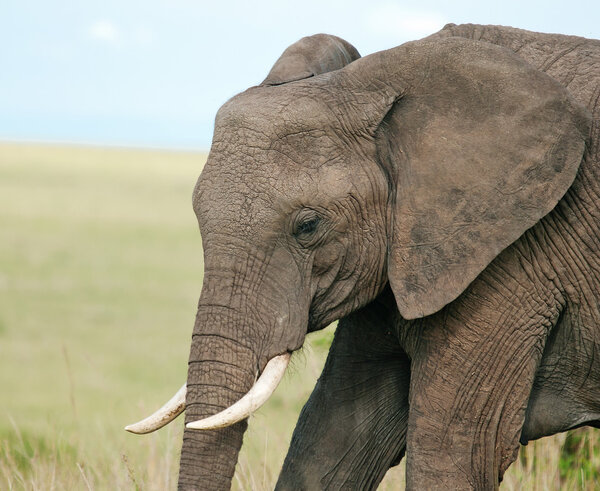 Elephant in masai mara national park