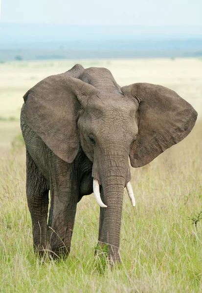 Slon v národním parku masai mara — Stock fotografie