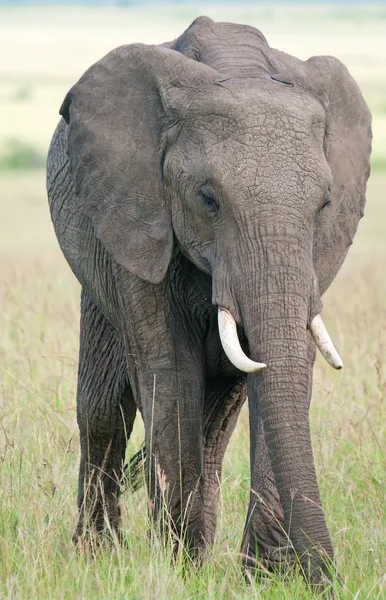 Elefante no parque nacional Masai mara — Fotografia de Stock