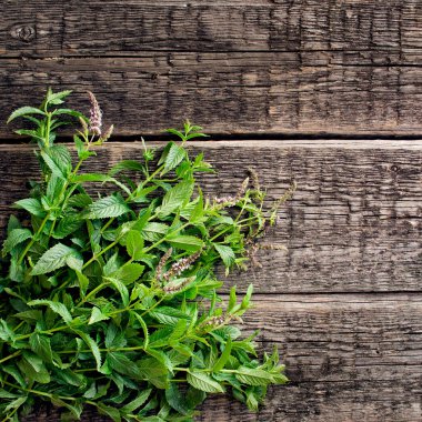 Taze nane yaprakları