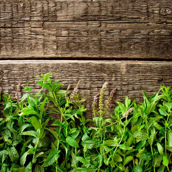 Foglie di menta fresca — Foto Stock