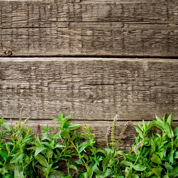 Frunze de mentă pe lemn — Fotografie, imagine de stoc