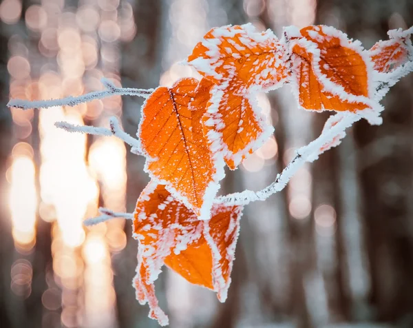 Bladeren bedekt met sneeuw — Stockfoto