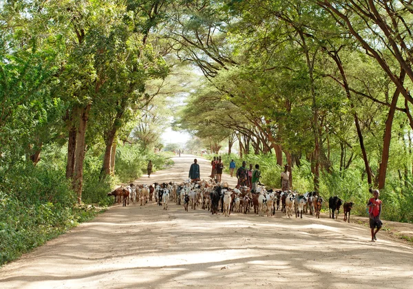 Shepherd and flock of goats — Stock Photo, Image