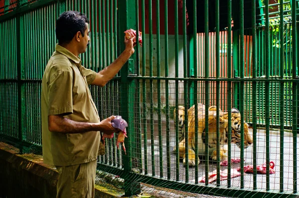 Etetés a tigris — Stock Fotó