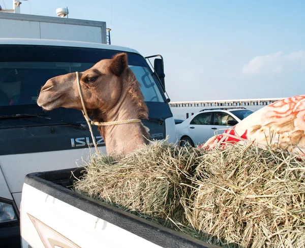 Транспорт верблюдов на автомобиле в Омане — стоковое фото