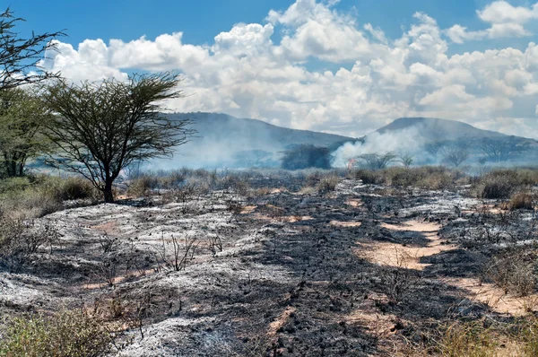 Požár v africké savany — Stock fotografie