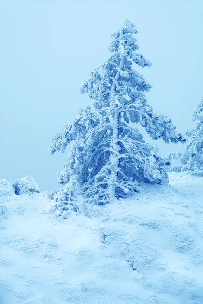 Pine trees  covered by snow — Stock Photo, Image