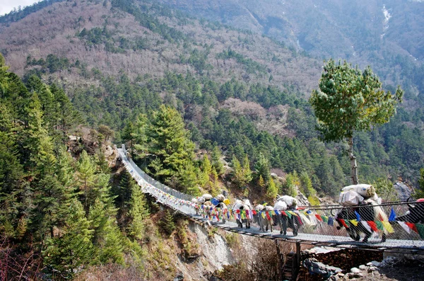 Yaks auf Brücke — Stockfoto