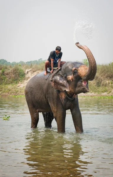 Elefantenschwimmen — Stockfoto