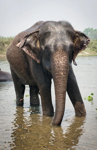 Elefante nadando —  Fotos de Stock